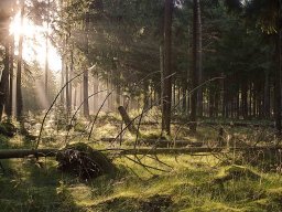 IMGP8445_Morgensol_i_skoven